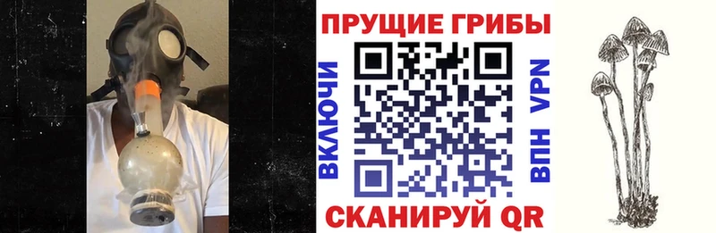 Купить где  Полярные Зори  Псилоцибиновые грибы прущие грибы 